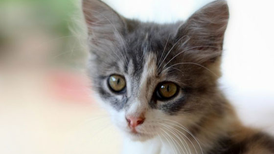 vca cat boarding cost