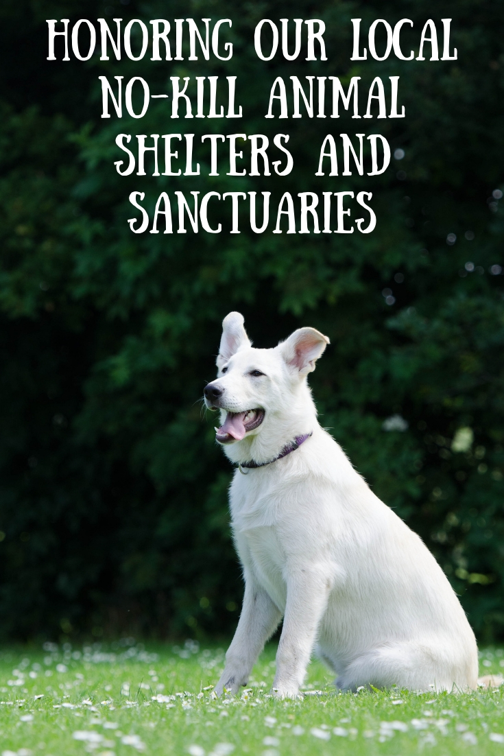 Honoring Our Local No-Kill Animal Shelters And Sanctuaries – The Place