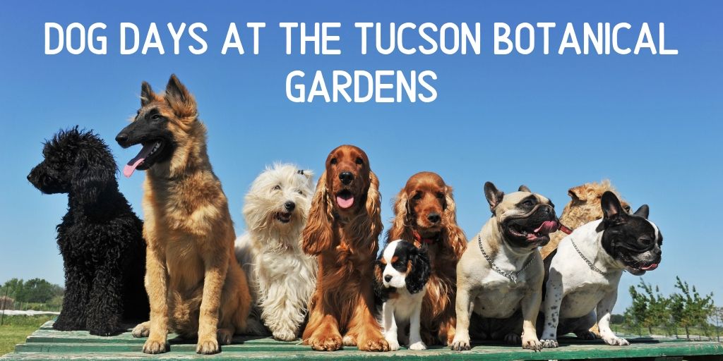 Get out of the house with your four legged best friend for Dog Days at the Tucson Botanical Gardens. From June 1st through September 30th, your 4-legged friends will be allowed to enjoy the Gardens just as much as you.