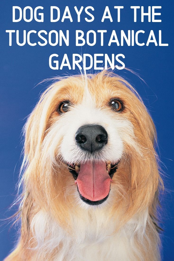 Get out of the house with your four legged best friend for Dog Days at the Tucson Botanical Gardens. From June 1st through September 30th, your 4-legged friends will be allowed to enjoy the Gardens just as much as you.