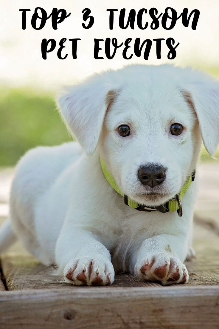 Top 3 Tucson Pet Events Dog Events In Tucson The Place At Broadway 