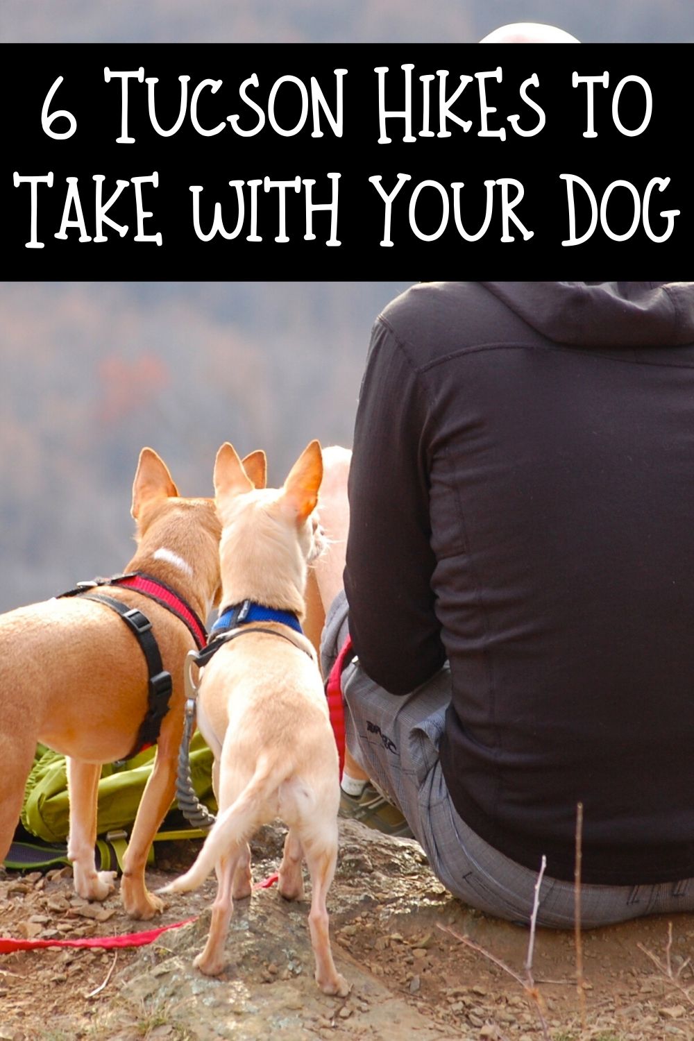 Looking for some dog friendly Tucson hikes? We've got you covered. Here are some excellent choices for your pet friendly Tucson hikes. These 6 hikes in Tucson that you can enjoy with your dog will help you get active and enjoy the many benefits of Tucson living!