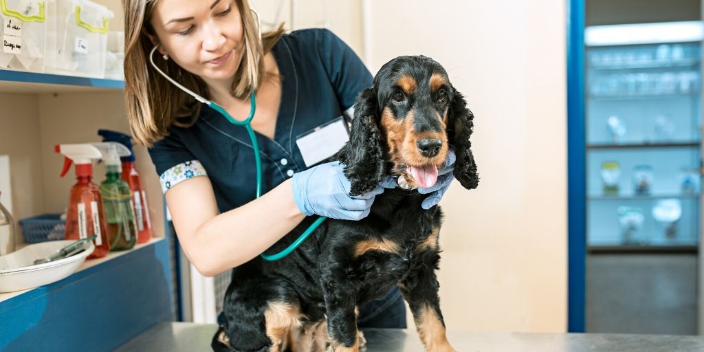 Vet care costs in Tucson and places nearby can be costly if they pop up unexpectedly. Today we're talking about not only where you can find Tucson veterinarians but also how to plan for, save, and afford vet costs in Tucson.