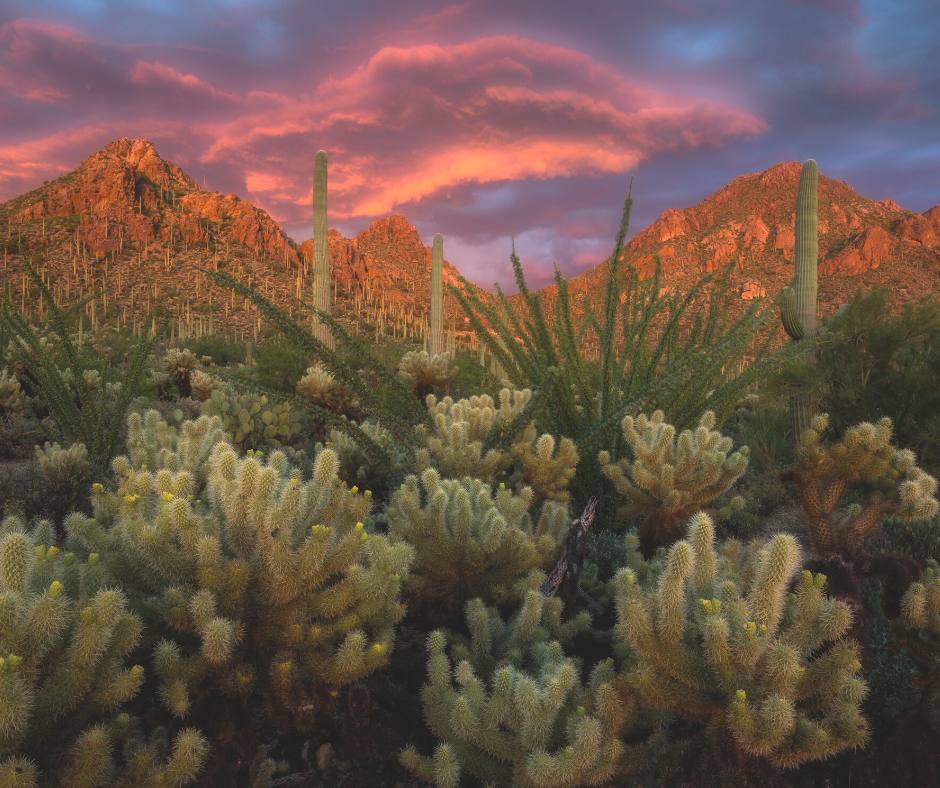 a view of the Tucson sun set for the post about the 5 best places to see the sun set in Tucson. 