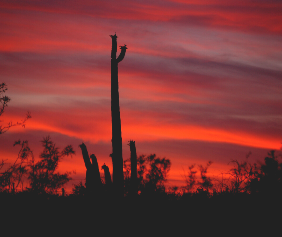 image of a cactus in front of the Tucson sun set.