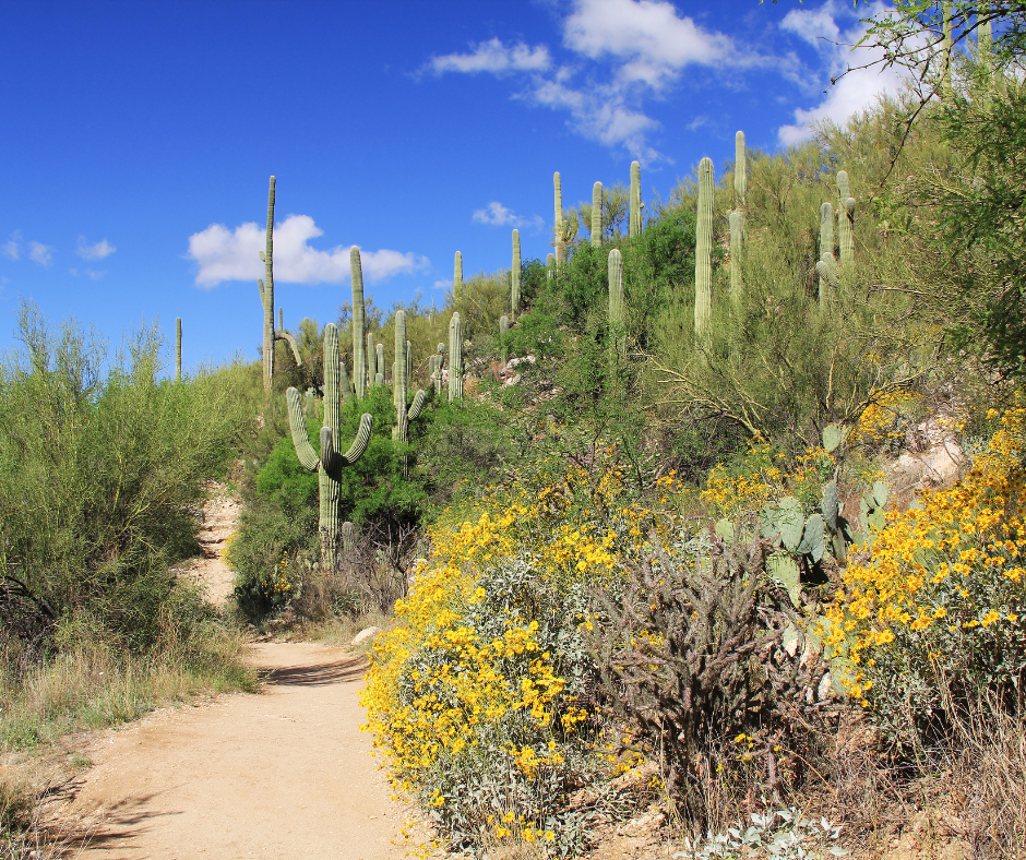a view from a desert hiking trail in Tucson 
