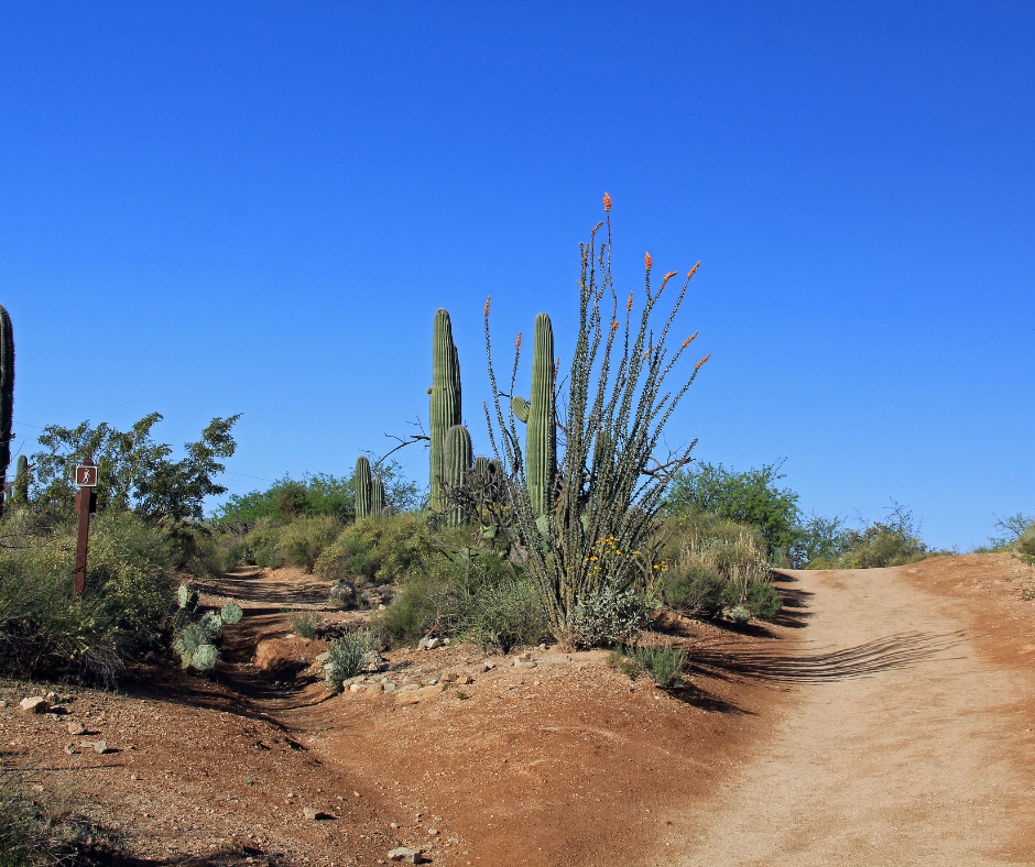 best hikes around Tucson view from a trail in the desert